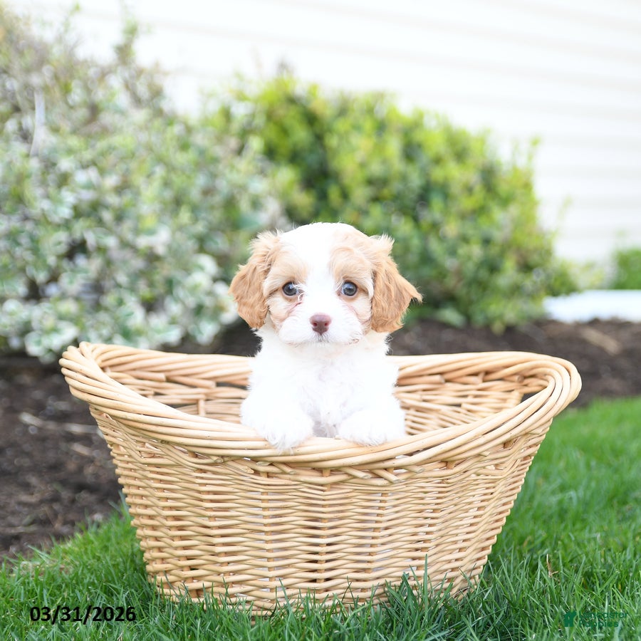 Cavapoo dogs Blossom - Ad 2