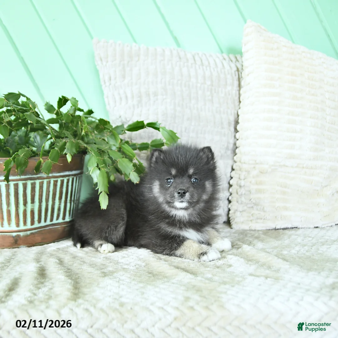 Pomsky dogs for sale: Luna  - Ad 2