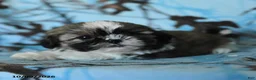 Shih Tzu dogs for sale: Tula - Ad 2