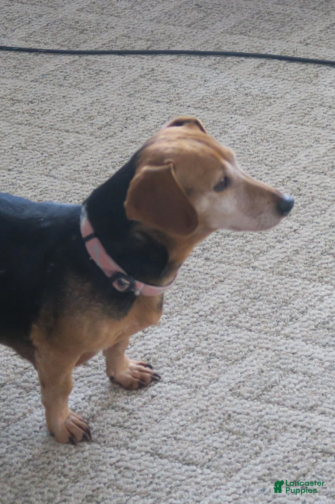 Mixed Breed dogs for sale: Mixed Breed dachshund - Ad 5