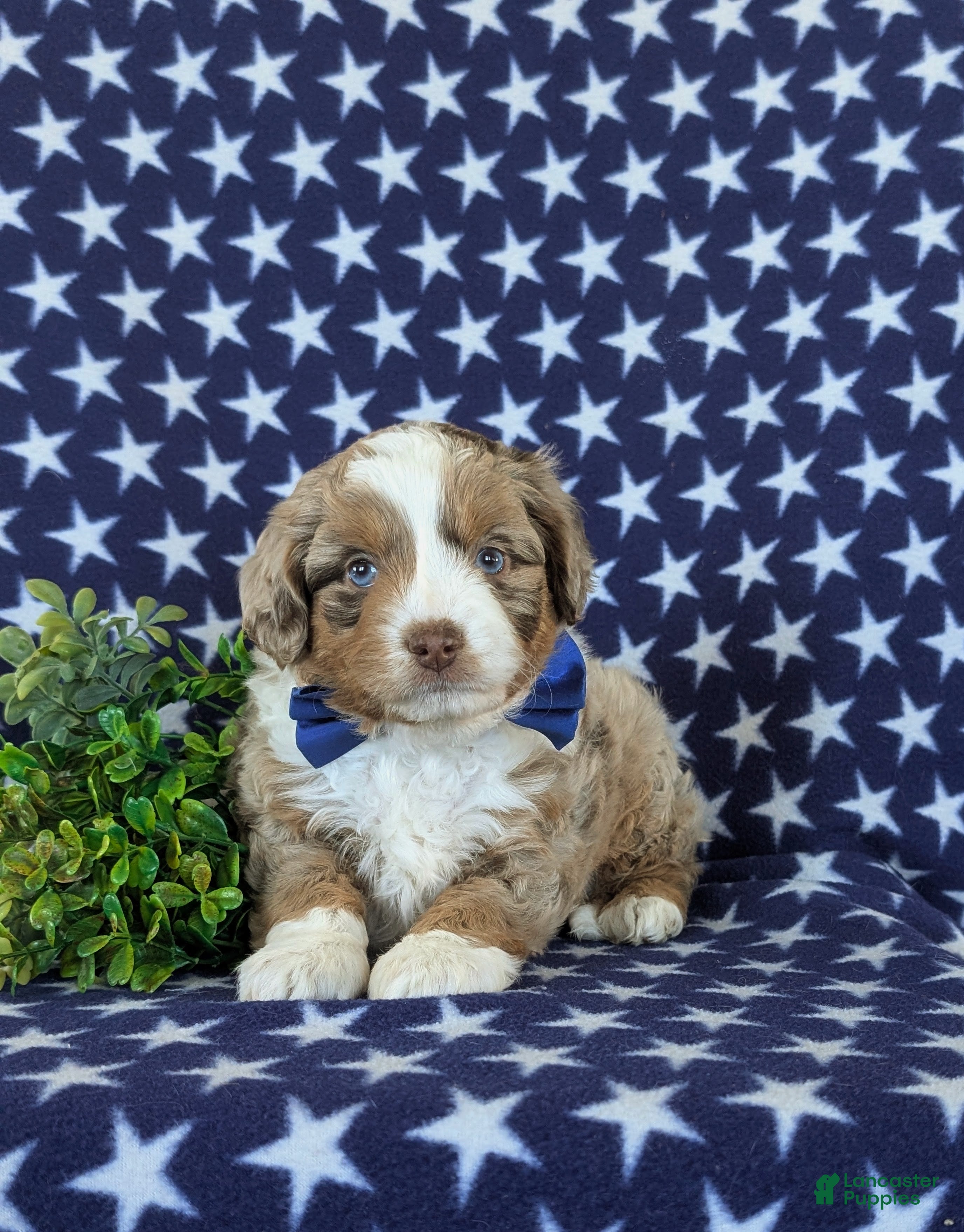 Mini Aussiedoodle dogs Kasey - Ad 1