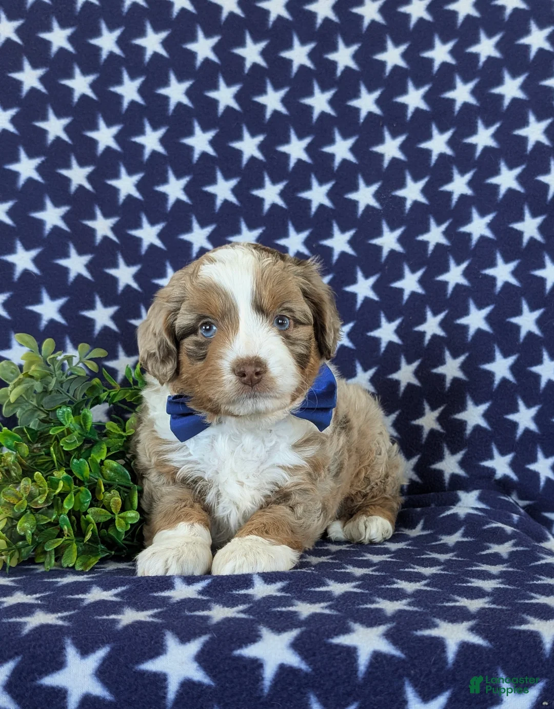 Mini Aussiedoodle dogs for sale: Kasey - Ad 1