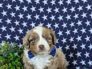 Mini Aussiedoodle dogs for sale: Kasey - Ad 1