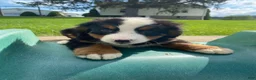 Bernese Mountain Dog dogs for sale: Rusty - Ad 2