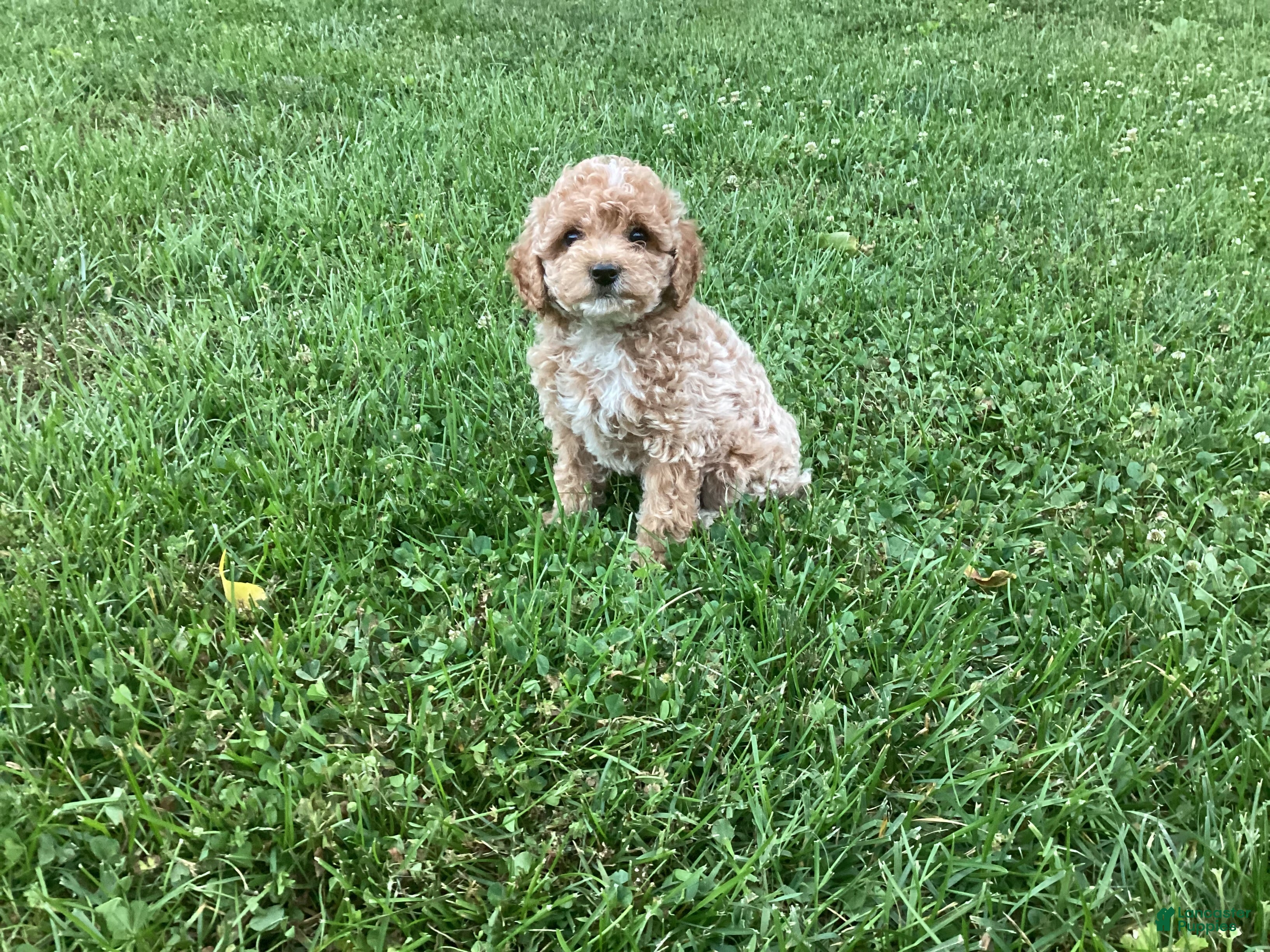 Mini Goldendoodle dogs Nova - Ad 2
