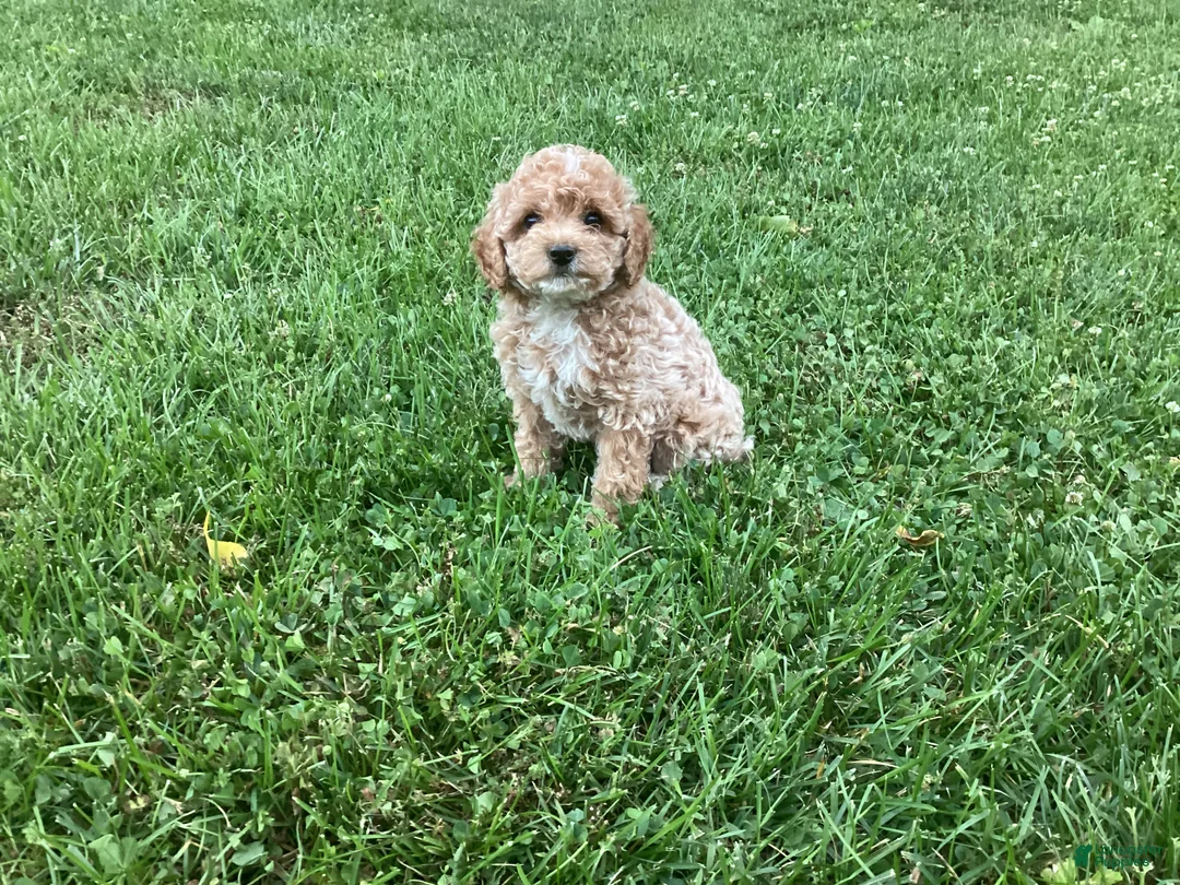 Mini Goldendoodle dogs for sale: Nova - Ad 2