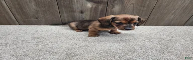 Miniature Dachshund Puppy 1