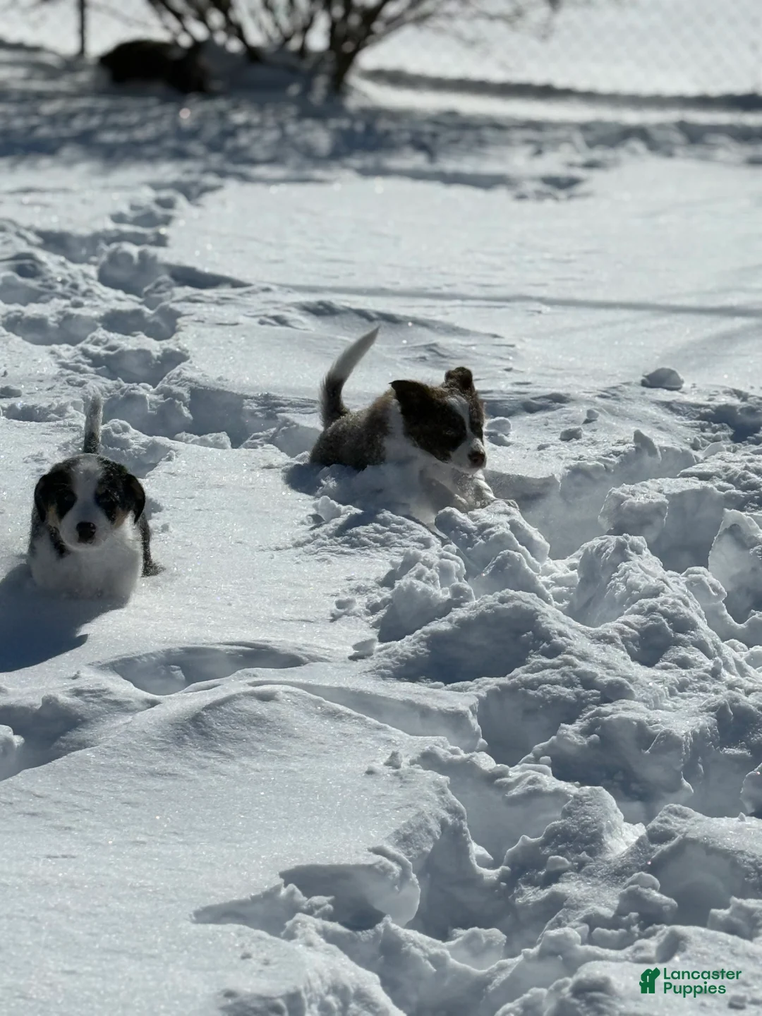 Border Collie dogs for sale: Remy   - Ad 3