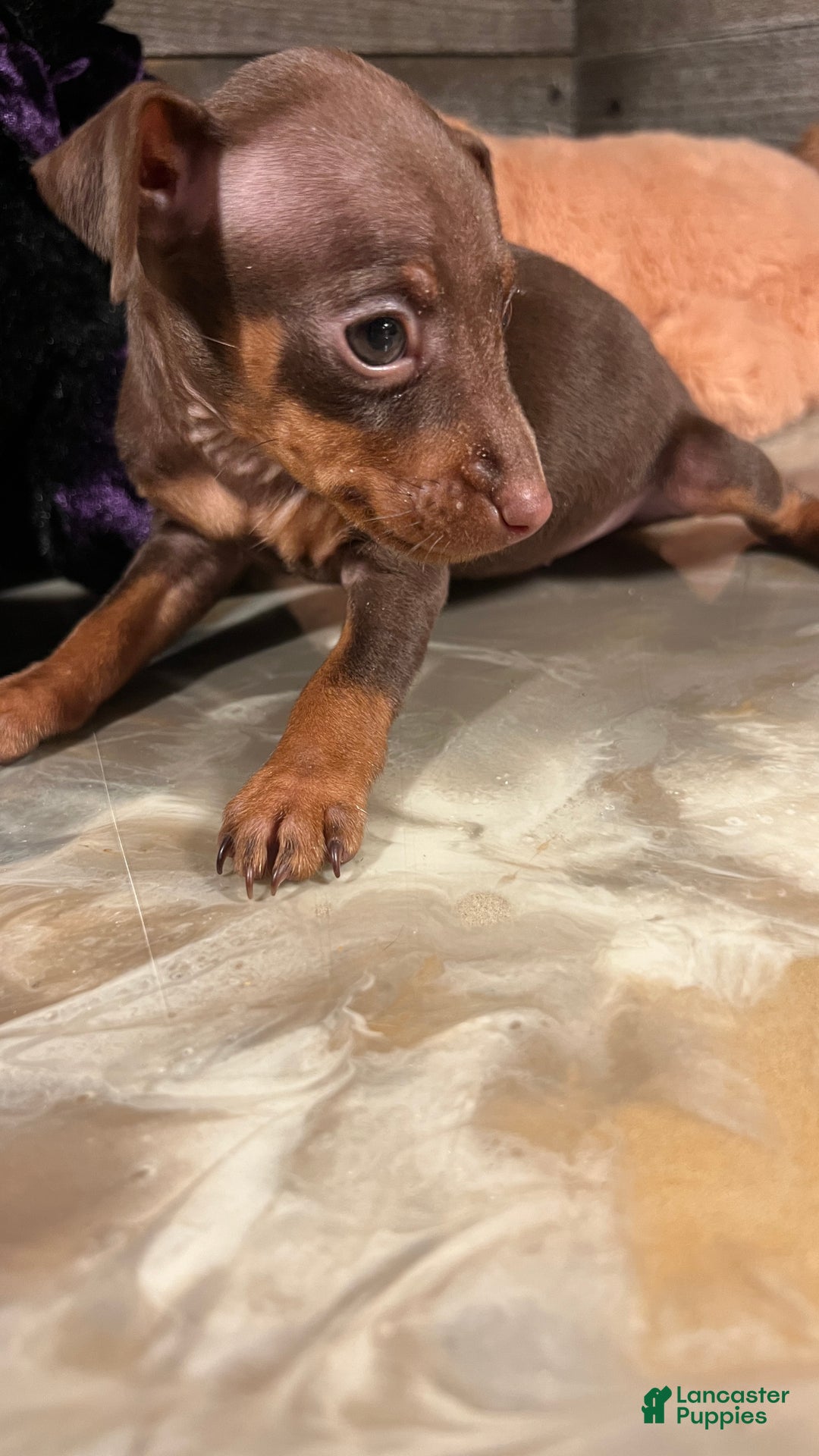 Miniature Pinscher dogs for sale: Ruby - Ad 11