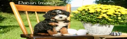 Mini Bernedoodle dogs for sale: Pecan - Ad 1