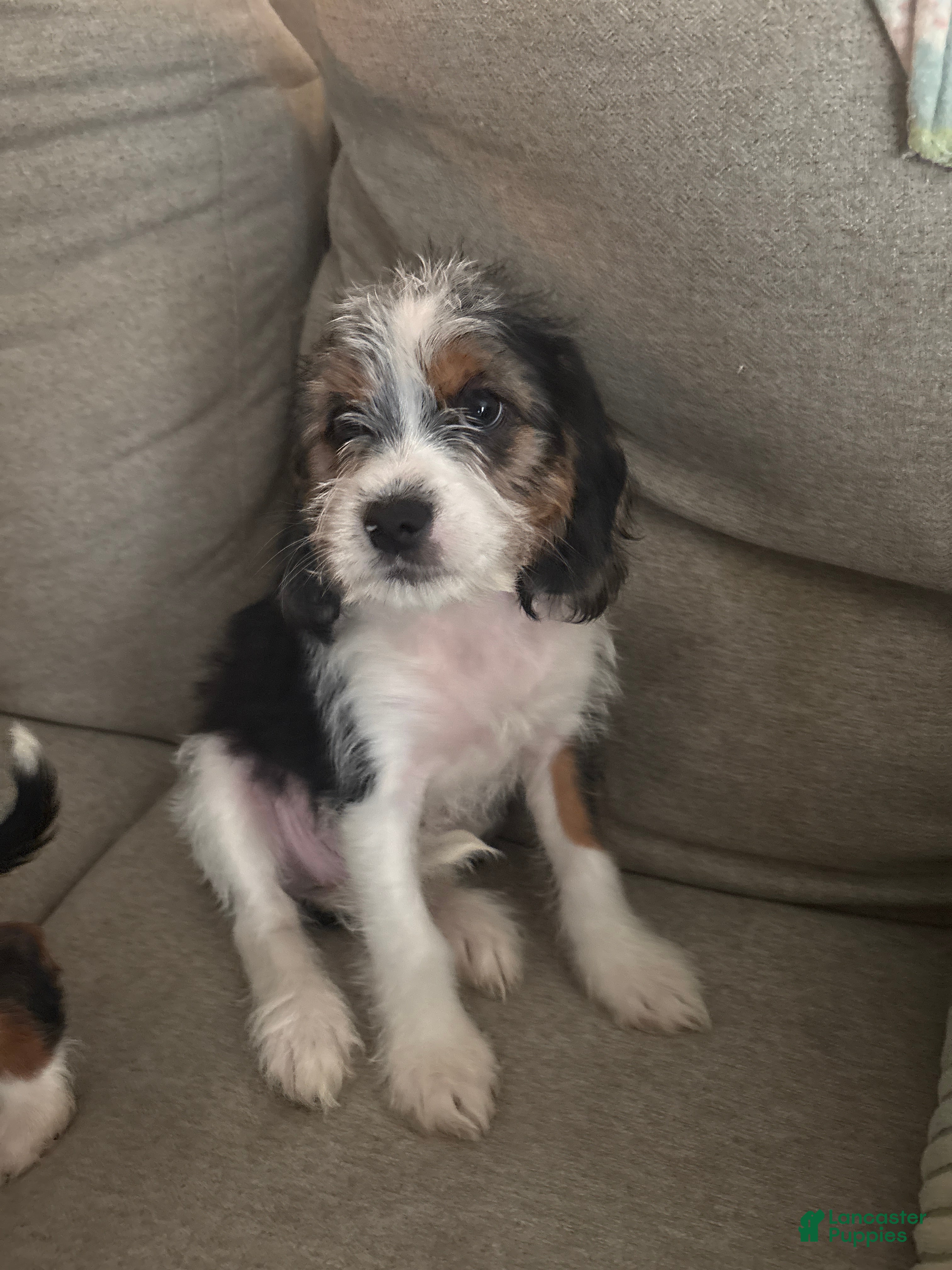 Mixed Breed dogs Mixed Breed Puppy 4 - Ad 31