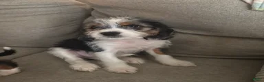 Mixed Breed Puppy 4
