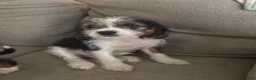 Mixed Breed dogs for sale: Mixed Breed Puppy 4 - Ad 1