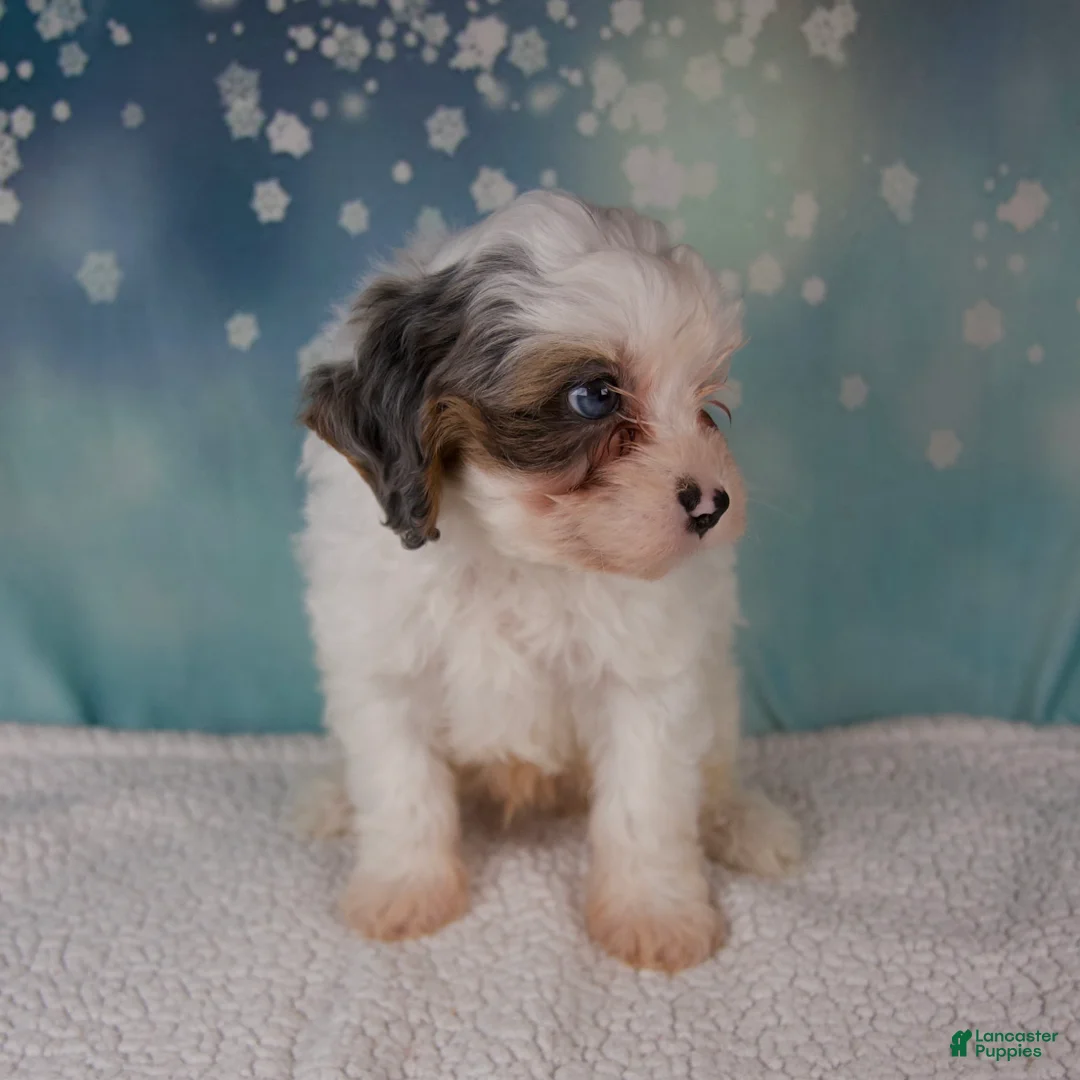 Cavapoo dogs for sale: Max - Ad 5