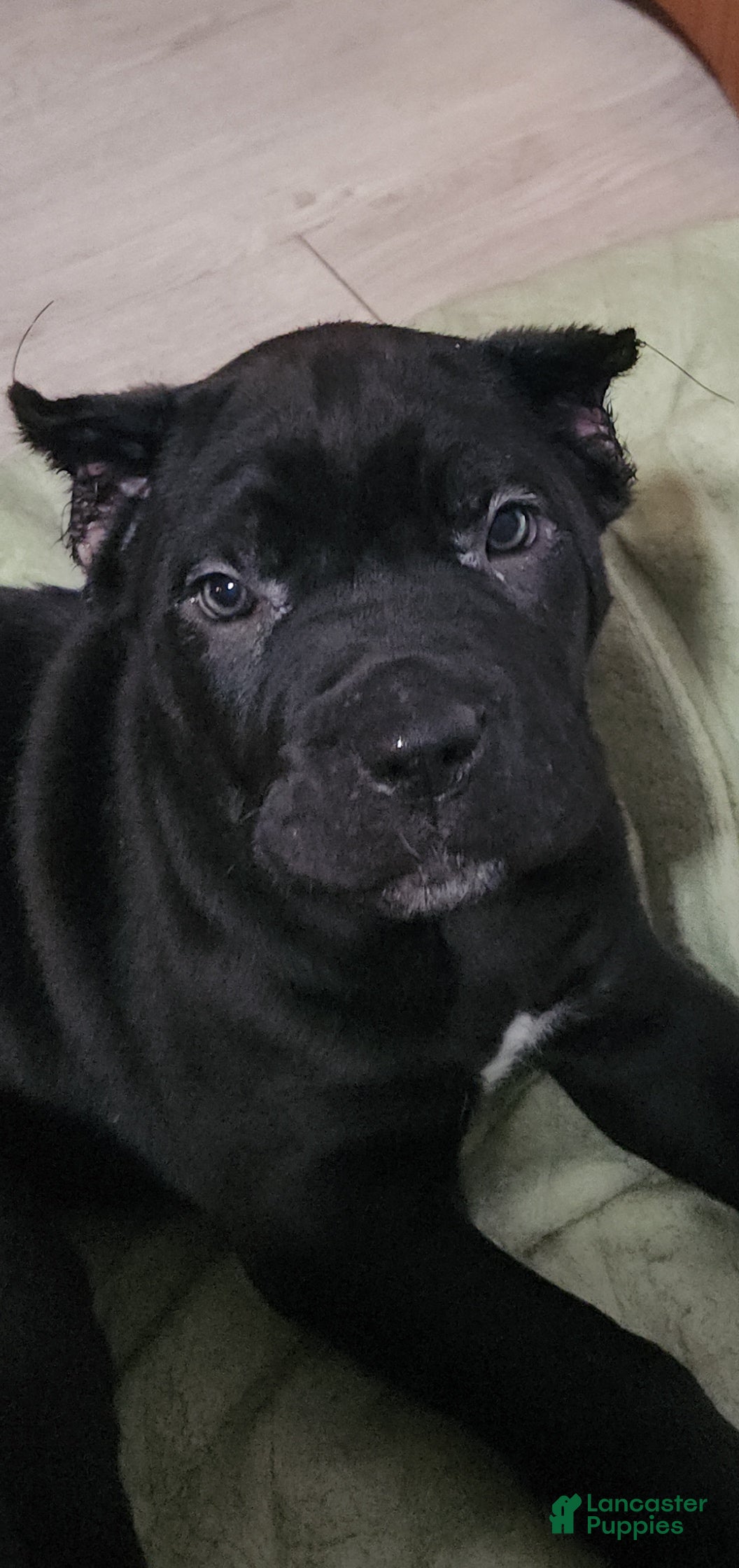 Cane Corso dogs Cane Corso Puppy 7 Marty  - Ad 26