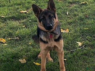 German Shepherd dogs - Ad 7