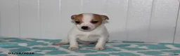 Jack Russell Terrier dogs for sale: Tawny - Ad 5