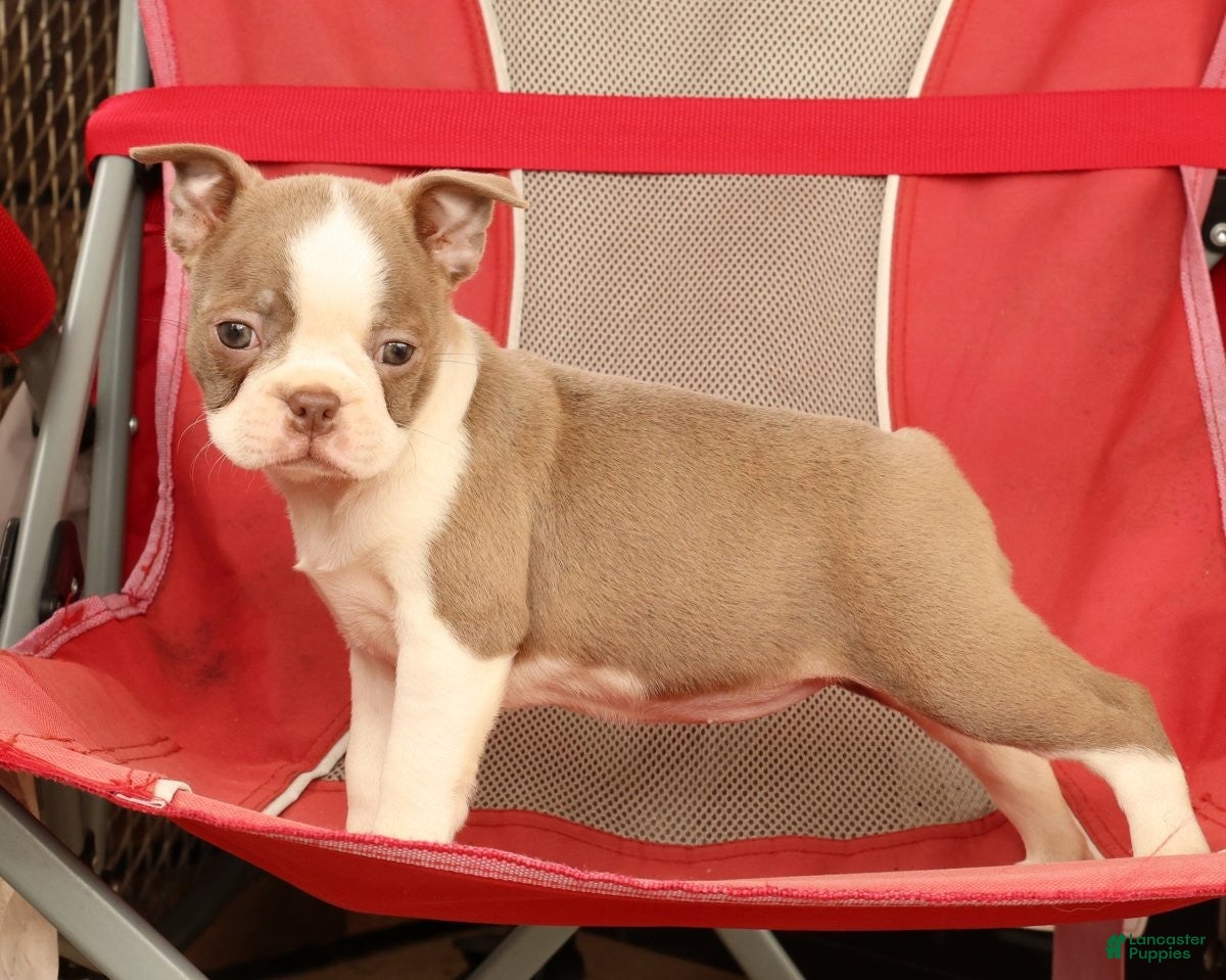 Boston Terrier dogs for sale: Crystal - Ad 7