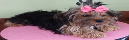 Yorkshire Terrier dogs for sale: Teacup Bailey 3 3/4 ounces - Ad 8
