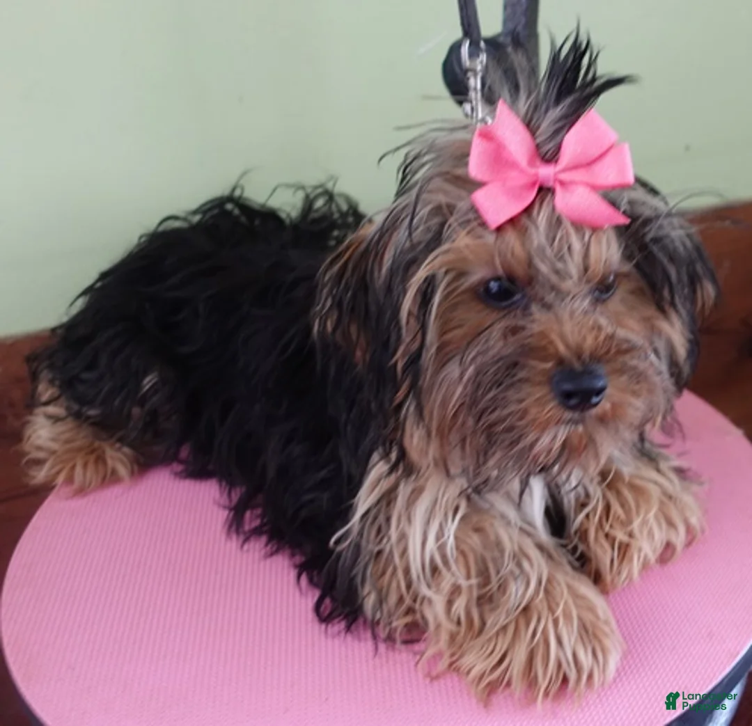 Yorkshire Terrier dogs for sale: Teacup Bailey 3 3/4 ounces - Ad 8