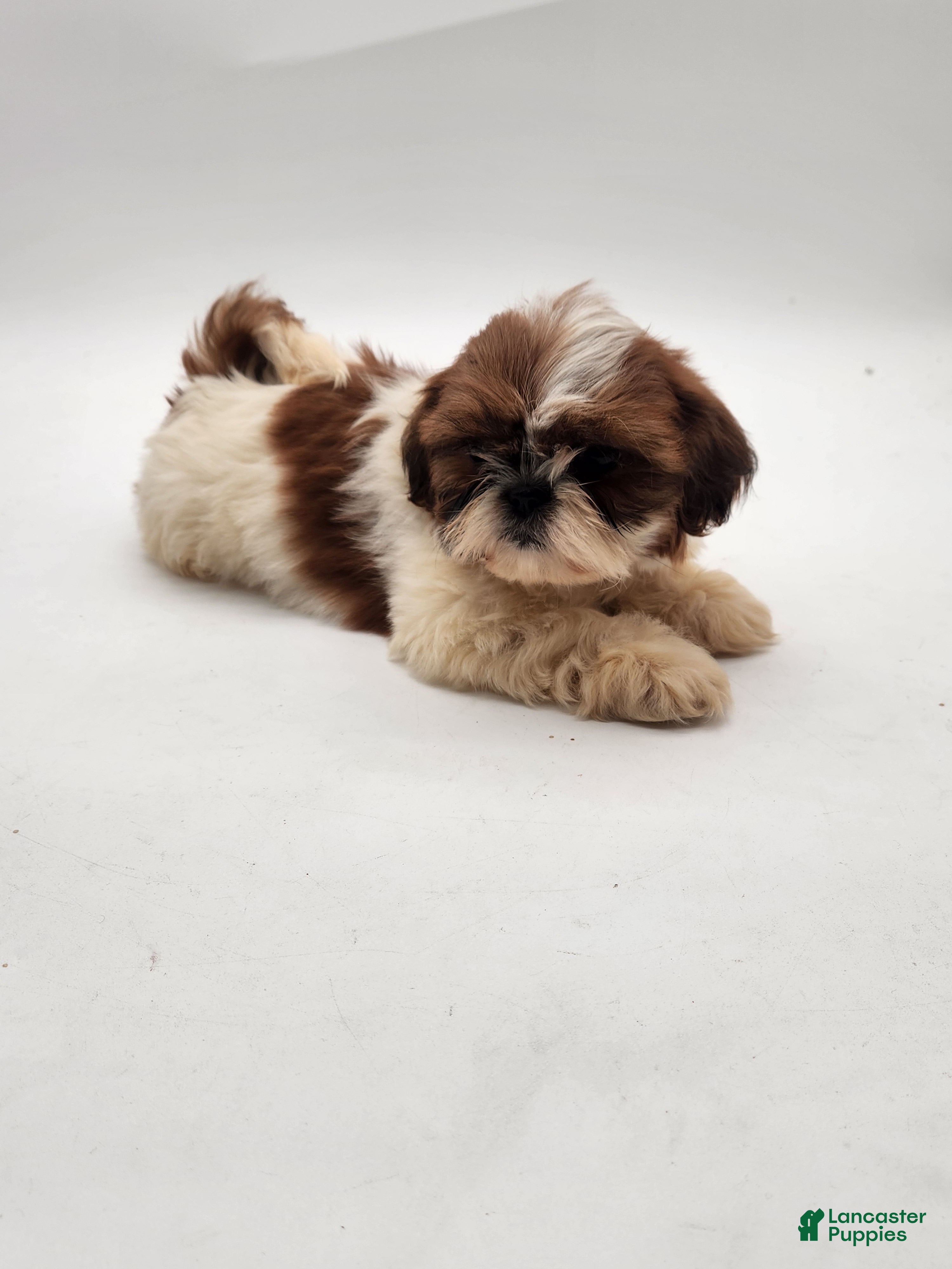 Shih Tzu dogs Shih Tzu Puppy 4 - Ad 1