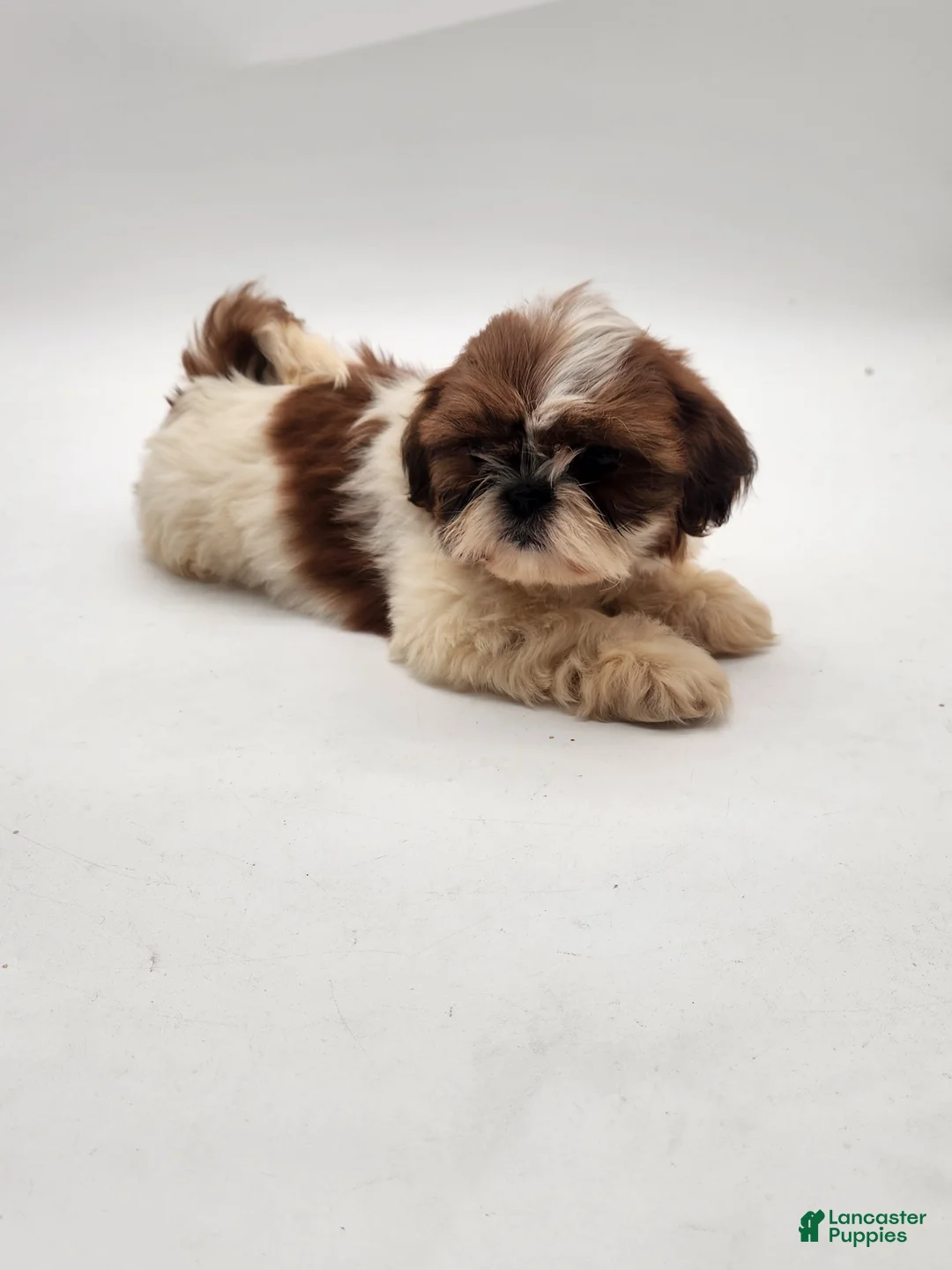 Shih Tzu dogs for sale: Shih Tzu Puppy 4 - Ad 1