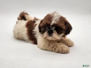 Shih Tzu dogs for sale: Shih Tzu Puppy 4 - Ad 3