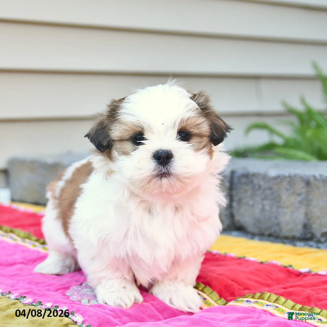 Shih Tzu dogs for sale: Stormy  - Ad 2