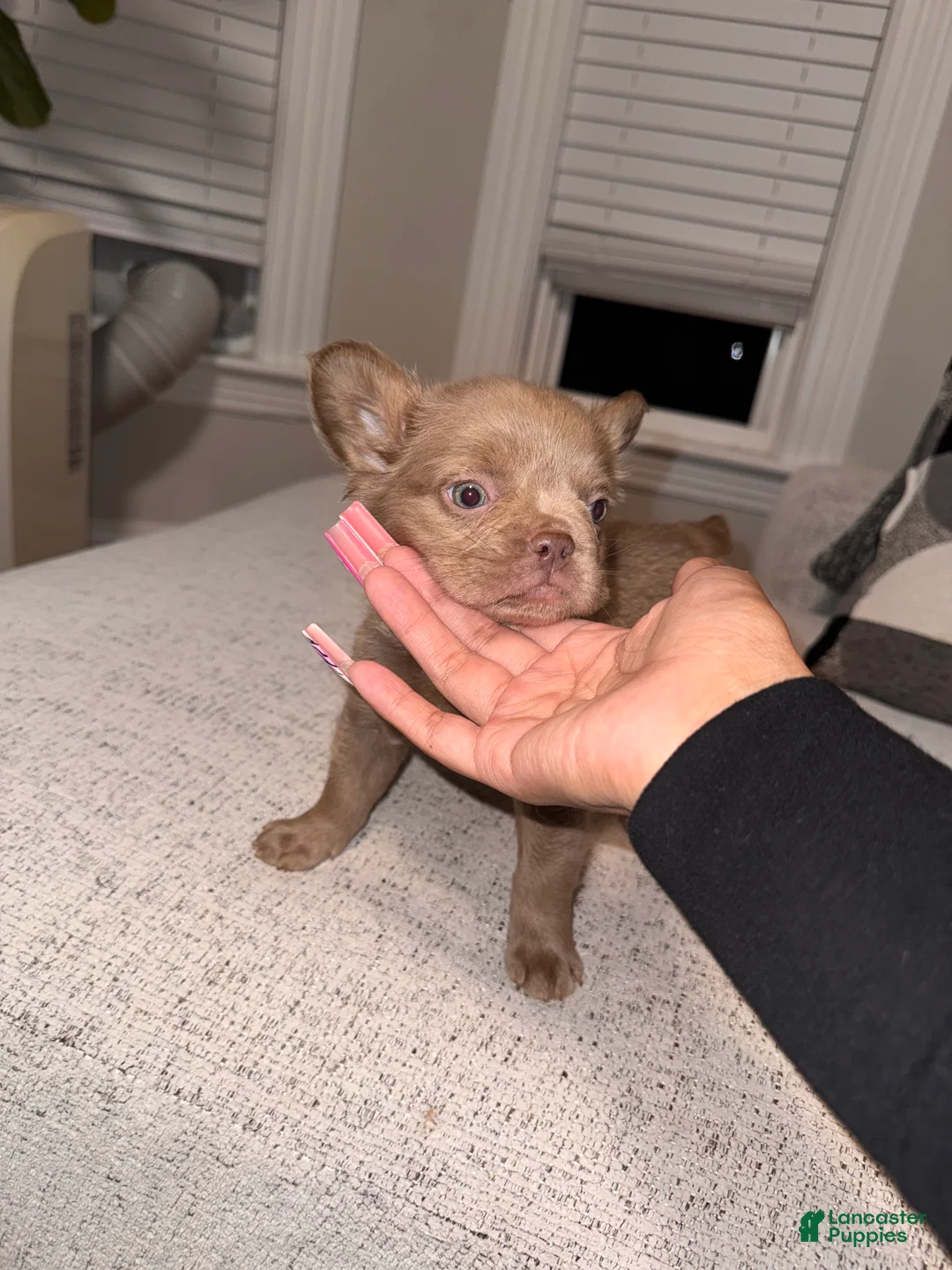 French Bulldog dogs for sale: Bella - Ad 2