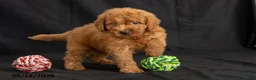 Mini Goldendoodle dogs for sale: Danny - Ad 5