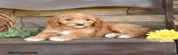 Mini Goldendoodle dogs for sale: Maya - Ad 3