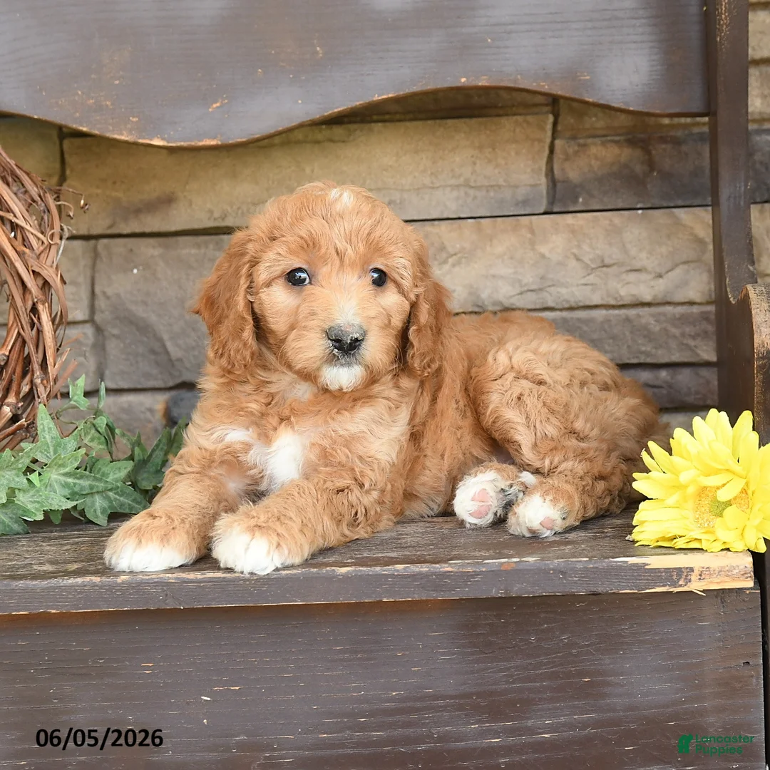 Mini Goldendoodle dogs for sale: Maya - Ad 3