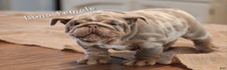 English Bulldog dogs for sale: English Bulldog Puppy 2 - Ad 3
