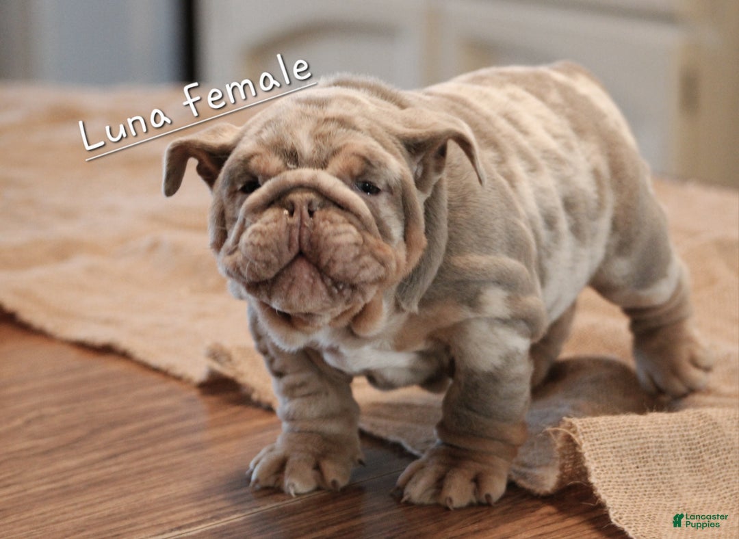 English Bulldog dogs for sale: English Bulldog Puppy 2 - Ad 3