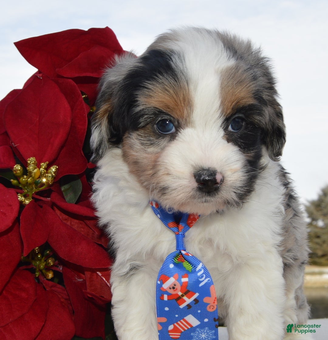 Mini Aussiedoodle dogs for sale: Toy Ace - Ad 12