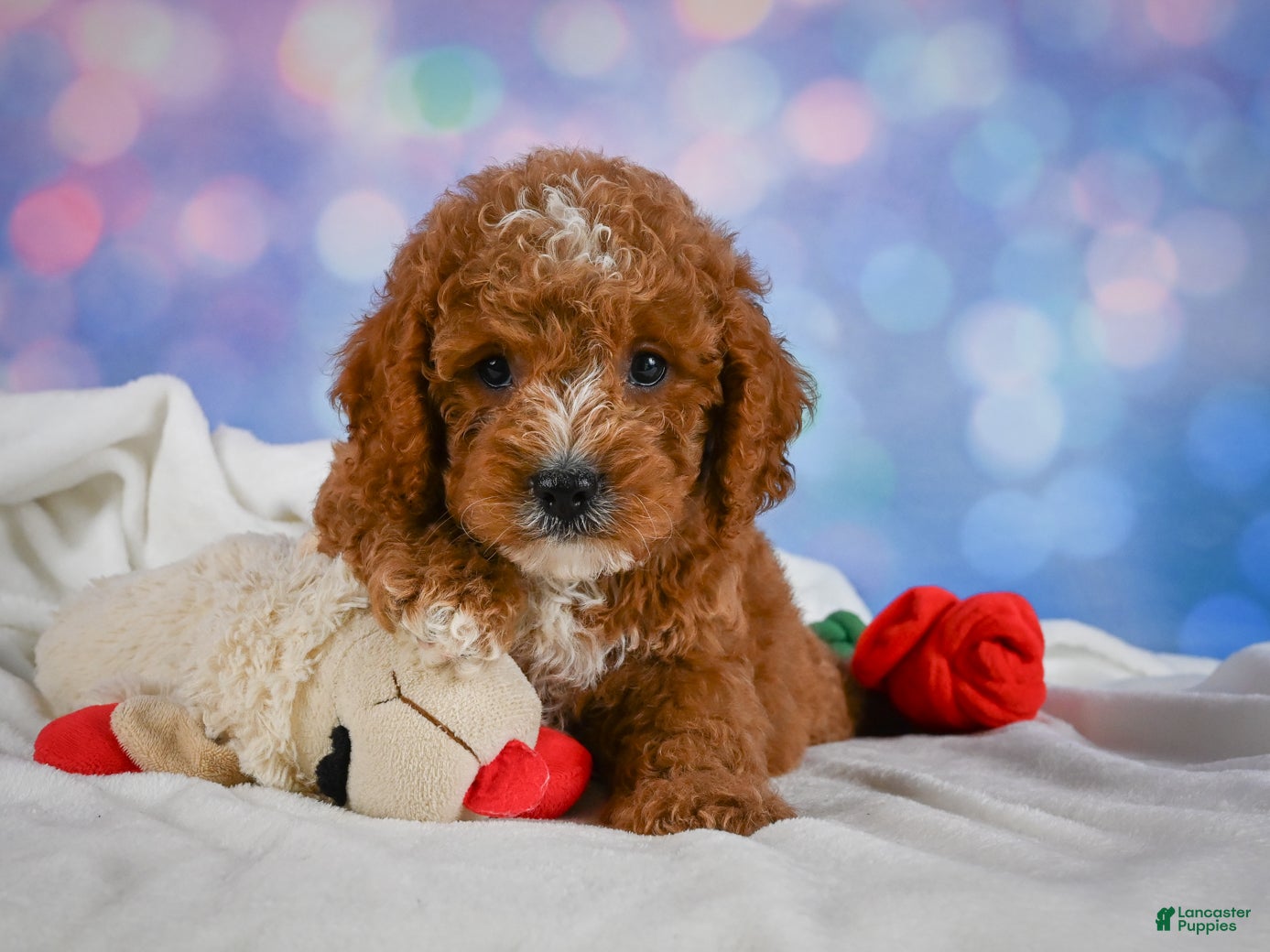 Cavapoo dogs Carl - Ad 1