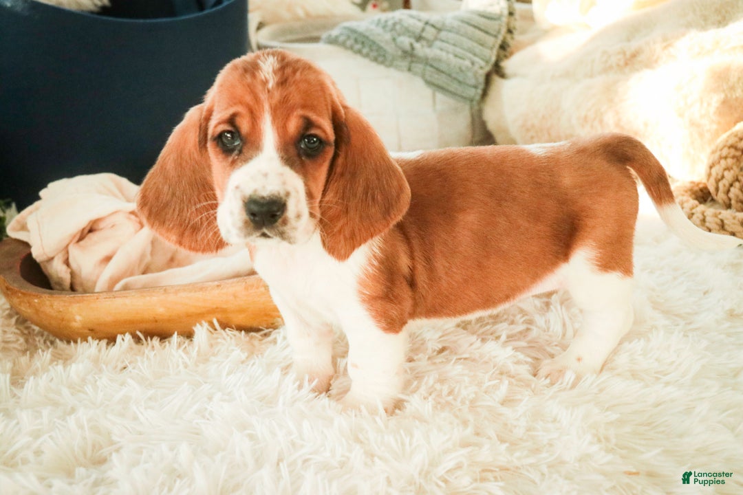 Basset Hound dogs for sale: Anya - Ad 10