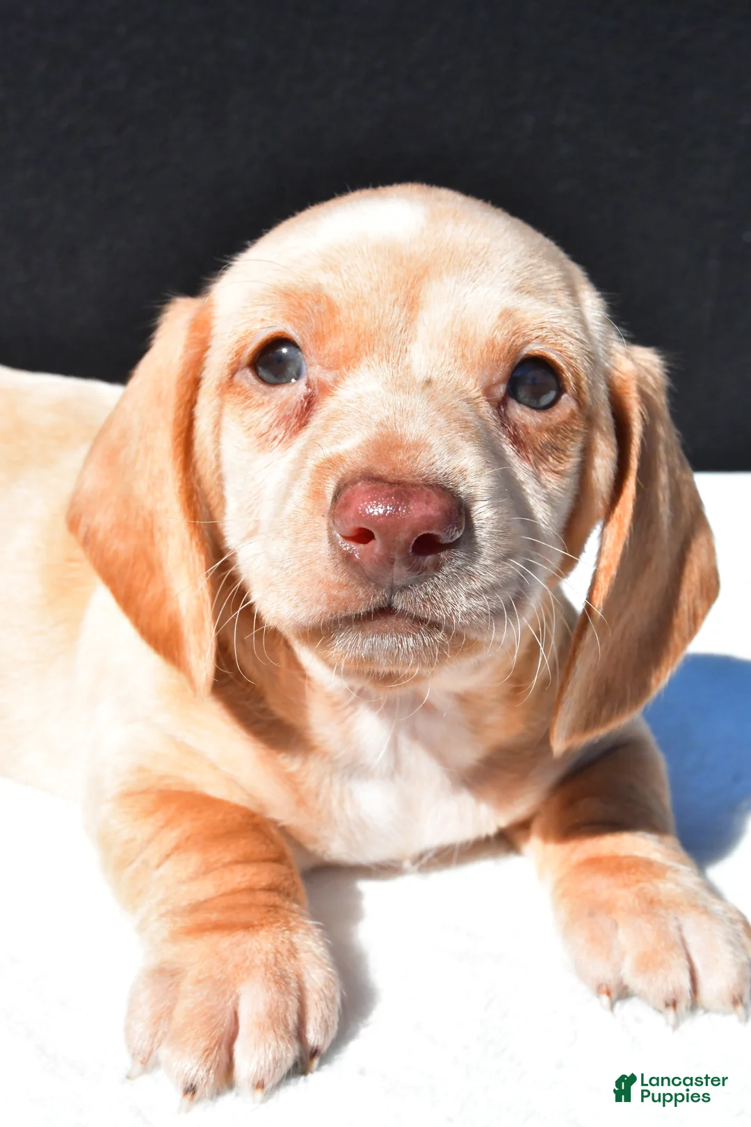 Dachshund dogs for sale: Bo - Ad 9