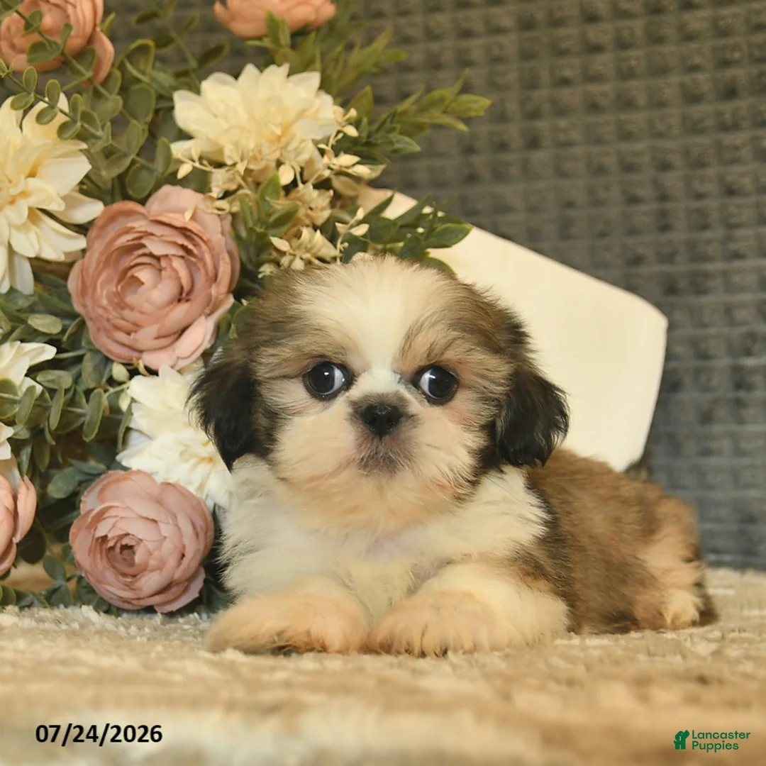 Shih Tzu dogs for sale: Boots  - Ad 2