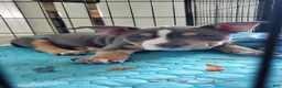 American Bully dogs for sale: American Bully 1 - Ad 17