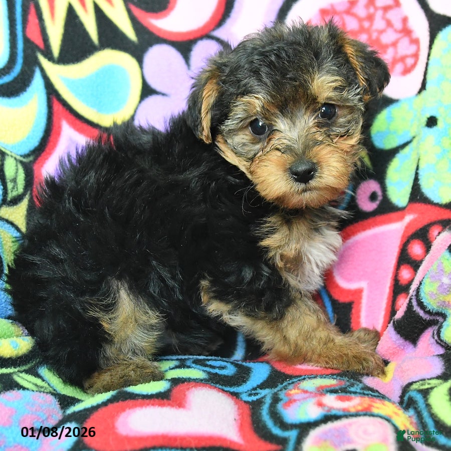 Yorkiepoo dogs Homer - Ad 2