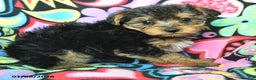 Yorkiepoo dogs for sale: Homer - Ad 2