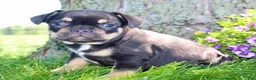 French Bulldog dogs for sale: Joey - Ad 3
