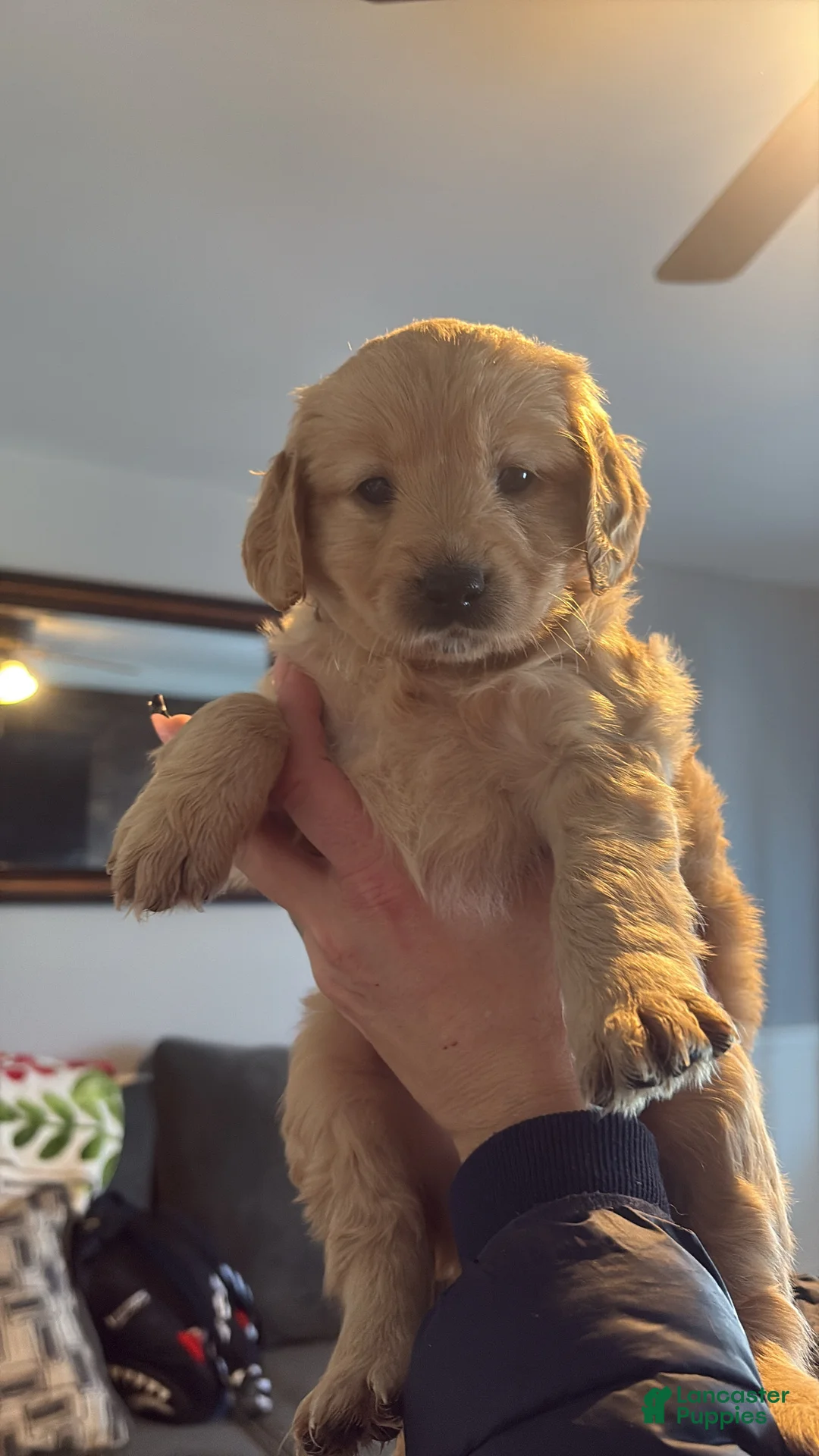 Mini Goldendoodle dogs for sale: Mini Goldendoodle Puppy 4 - Ad 1