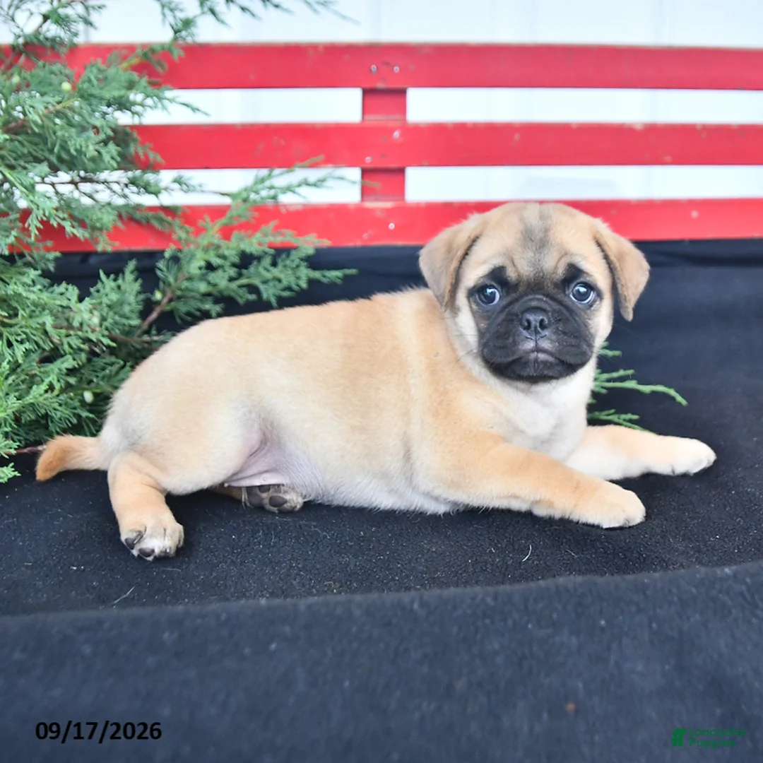 Mixed Breed dogs for sale: Butterfly - Ad 2