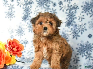 Havapoo dogs - Ad 11