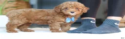 Miniature Poodle dogs for sale: Bean - Ad 4