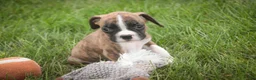 Boxer dogs for sale: Rhett - Ad 1