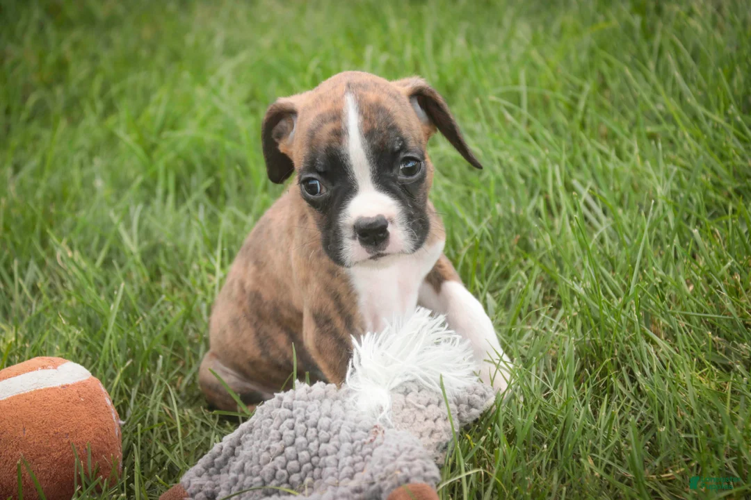 Boxer dogs for sale: Rhett - Ad 1