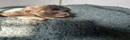 Mixed Breed dogs for sale: Sofia - Ad 4